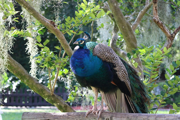 Majestic Peacock