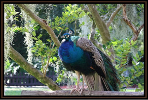 Majestic Peacock